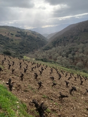 From Hinterland to Emerging Epicenter:  Spain’s Remarkable Bierzo Region