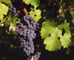 California Cabernet Sauvignons