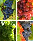 U.S. Consumers Welcoming Uncommon Grape Varieties