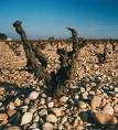 Château La Nerthe: A Châteauneuf Standout