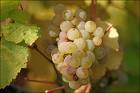 Western Australia: Riesling’s New Frontier