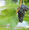 Pinot Excellence:  Considering Clones and Vine Age