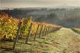 Oregon’s Chehalem Mountains:  A New Refuge from Pinot Mediocrity