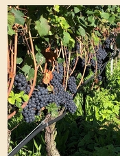 California’s Harvest 2021:  Small-ish but Excellent