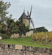 Eight Great Reasons to Take a Wine Study Abroad Trip