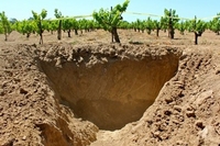 Under the Vines:  A Look at Soil