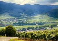 Rediscover Alsace:  Unique Geology, Extraordinary Wines