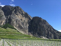 Vinous Excellence in Switzerland