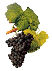 Grenache:  Varied and Vulnerable, but Versatile and Vivacious