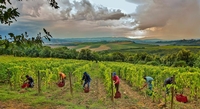 A Taste of Montalcino With Col d’Orcia