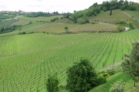 The Great 2010 Vintage from Barolo, Volume One