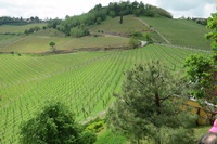 Best of Barolo from 2009