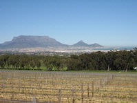 Durbanville: Little-Known South African Sauvignon Star