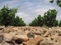 Questioning Terroir