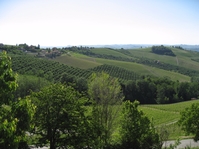 Sensational Barolo Bottlings from Paolo Scavino