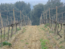 Col d’Orcia’s Poggio al Vento: No Wine Before It’s Time