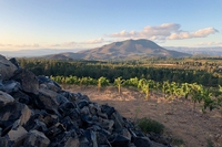 Striking Wines from California’s Volcanic Lake County