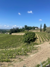 Tertre Roteboeuf: Saint-Émilion’s Little Winery that Could