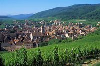 Alsace Rieslings Strike Back