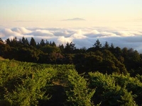 Santa Cruz Mountain Pinot