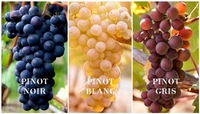 Pinot Blanc:  The Forgotten Member of the Family