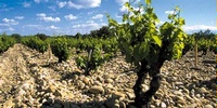 Safe Deposits:  How Depositional Environments Influence the Wine World