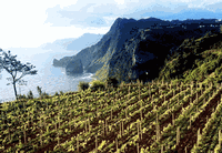 Hotspot for Wine:  The Geologic Underpinnings of Madeira