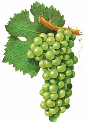 Giant Killer: Verdejo Thumps Sauvignon Blanc in Rueda