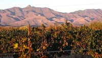 Wineries in…Arizona?