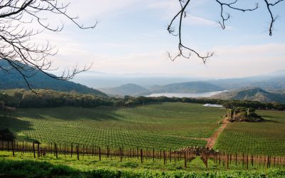 Pritchard Hill: Napa’s Best AVA Isn’t Really One