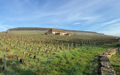 2021 Burgundies: An Overlooked Vintage