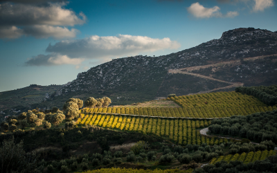 The Distinctive and Very Fine Wines of Crete